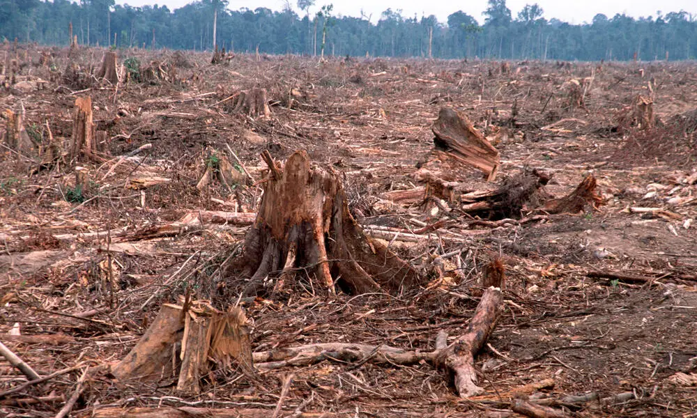 Un foto de deforestación