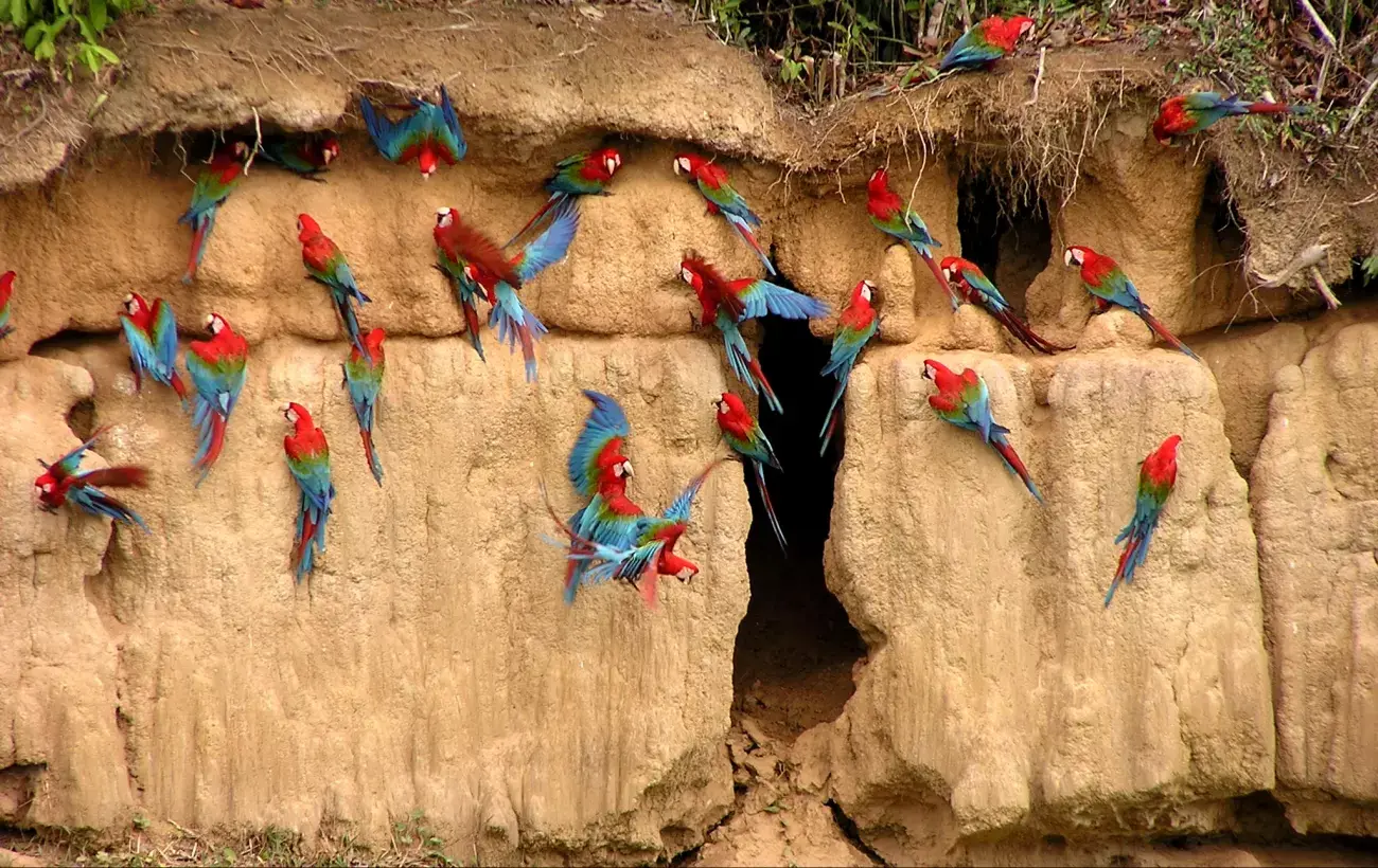 Guacamayos coloridos en vuelo en la Amazonía en Perú.